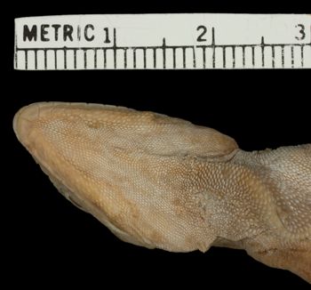 Media type: image;   Herpetology R-17686